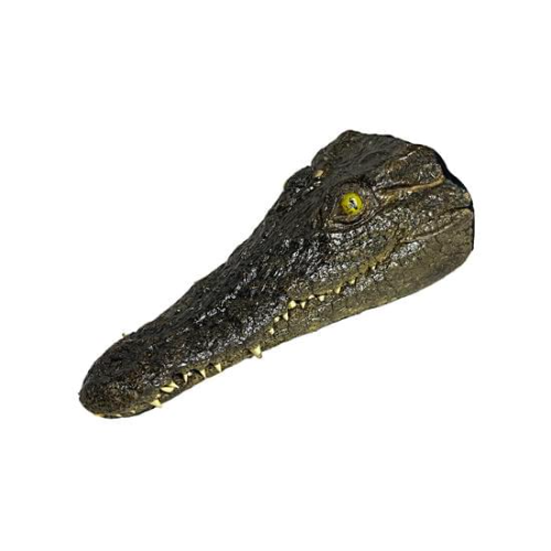 Testa Coccodrillo del Nilo