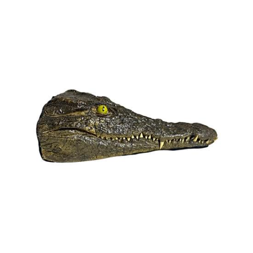 Testa Coccodrillo del Nilo