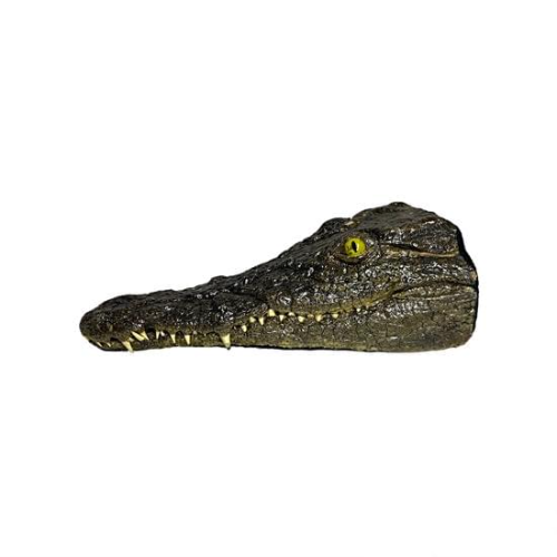 Testa Coccodrillo del Nilo