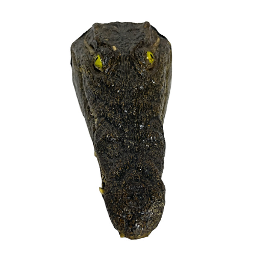 Testa Coccodrillo del Nilo